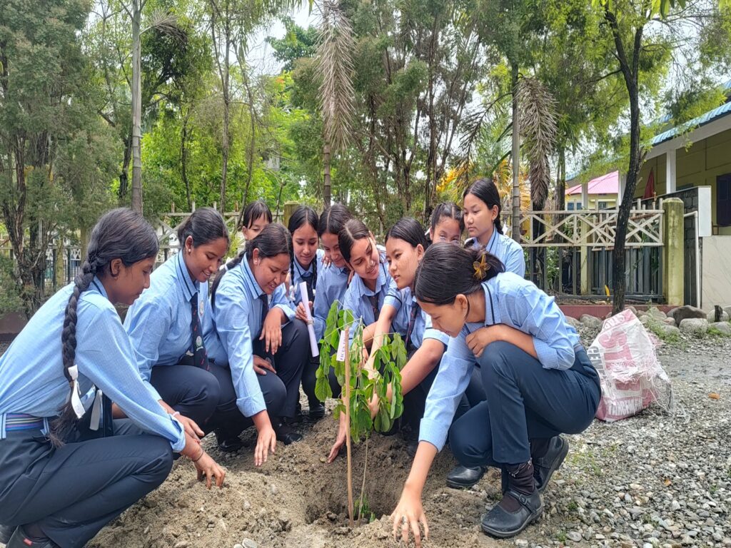 Tree plantation 1